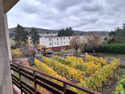 Dobřichovická vinička ve své podzimní kráse | foto: Zdeňka Vlčanová