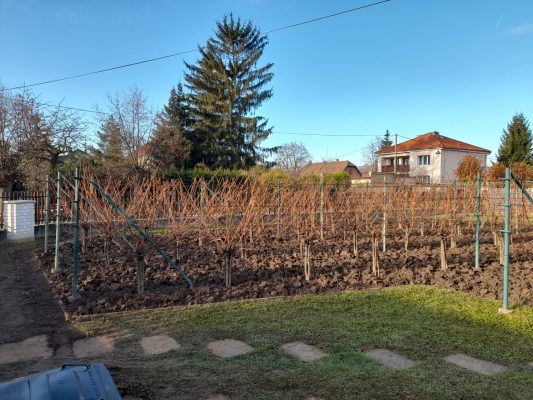 Dobřichovicka vinička připravena k zimnímu spánku | foto: Zdeňka Vlčanová