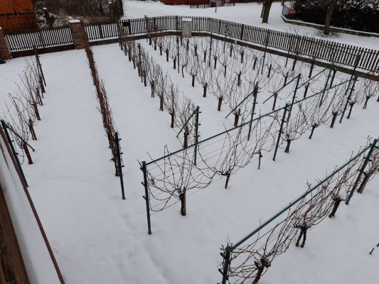 Vinice v Dobřichovicich spí pod bílou peřinkou | foto: Zdeňka Vlčanová