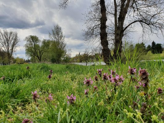 Jaro přichází | foto: Zorka Fröhlichová