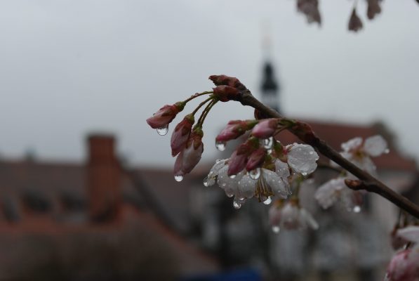 jaro na zámku 1 | foto: Jiří Krombholz
