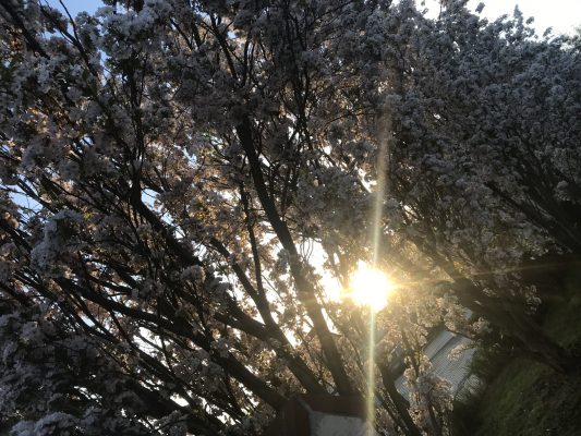 Rozkvetlé Dobřichovice | foto: Klárka Dvořáková